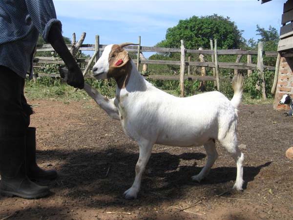 Karen's Goats 5